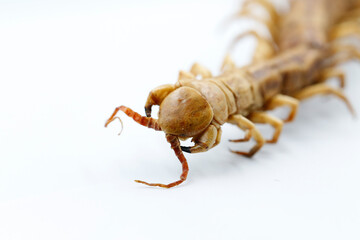 head of centipede while walking on white background