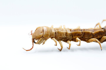 side view of centipede while walking on white background