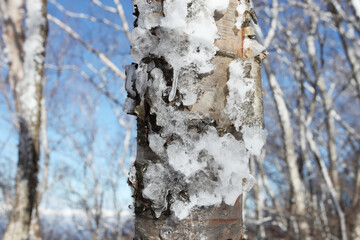 凍りついた木