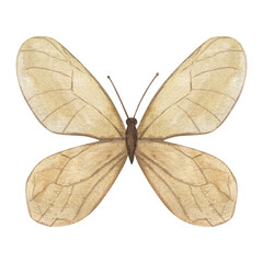 Fototapeta na wymiar Watercolor butterfly isolated on white background. Pastel beige butterfly hand drawn illustration