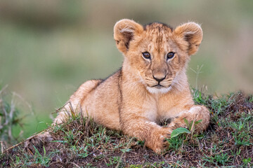 kleines Löwenkind