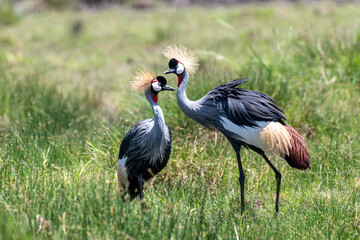 Kronenkranich Pärchen