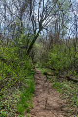 Trail through tall trees in a lush forest, Shenandoah National Park, Virginia.
