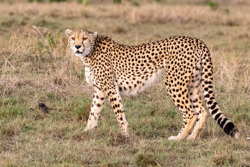 Aufmerksamer Gepard