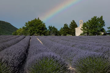 Foto auf Glas 664 lavande © pass