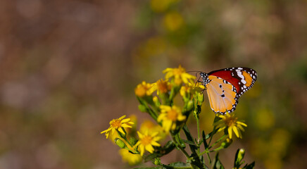 Sultan butterfly on plant ; Danaus chrysippus butterfly