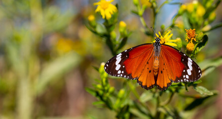 Sultan butterfly on plant ; Danaus chrysippus butterfly
