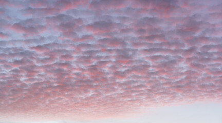 Wolken, Himmel im Abendrot bei Sonnenuntergang. Kleine Schäfchenwolken, Cirrocumulus als Hintergrund