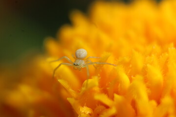 spider on a yellow flower