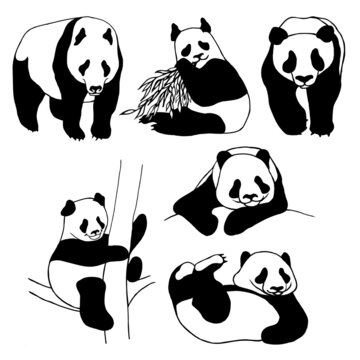 Panda bears,a set of animals in different poses,isolated on a white background.Vector illustration, black and white hand drawing.