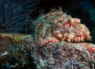 Fototapeta na wymiar A Bearded Scorpionfish camouflaged on a wreck Boracay Island Philippines