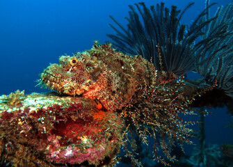 A Bearded Scorpionfish camouflaged on a wreck Boracay Island Philippines