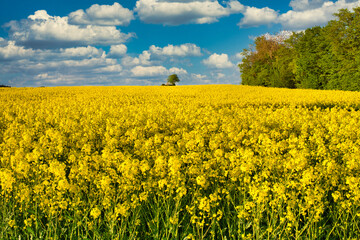 Obraz premium Gelb blühende Rapselder im Frühling
