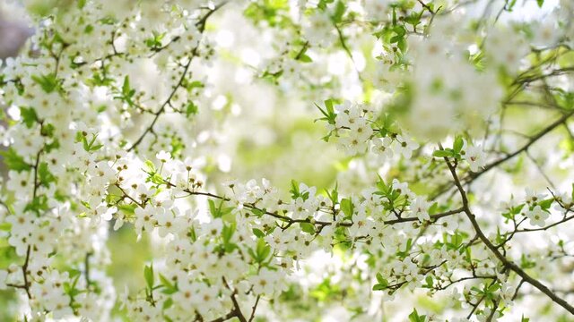 Close-up view 4k stock video footage of beautiful blooming white spring flowers and green first young leaves growing on branches of fruit trees in sunny garden. Abstract natural Easter background