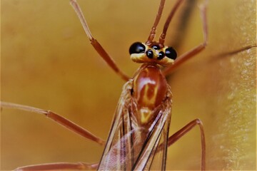 an insect with eyes