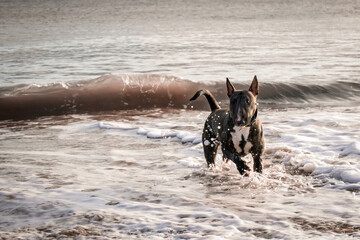 Bull Terrier playing and splashing in the ocean surf