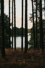 View of the lake through pine trees forest silhouette. Landscape background of beautiful spot near the lake in the woods