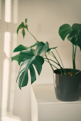 Closeup photo of monstera indoor plant. Leaf of Monstera with white wall and sunlight background