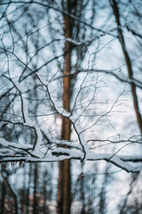 Snow forest in the winter with sun shining.