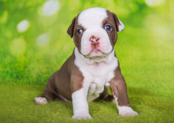 Funny American Bullies puppy on green background