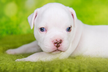 Close up portrait of American Bullies puppy on green background