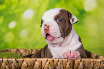 Funny American Bullies puppy is on basket