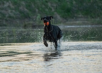 black dog running in water