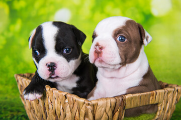 Two funny American Bullies puppies on green background