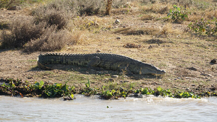 Alligators in the water near a safari camp in Binga at Lake Kariba between Zambia and Zimbabwe.
