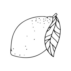 Lemon. Citrus fruit. Vector illustration isolated on a white background.