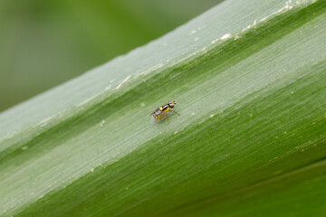Chlorops pumilionis is a species of pest fly from the family Chloropidae. It is also known as the chloropid gout fly or barley gout fly. It is an oligophagous pest of cereal crops.