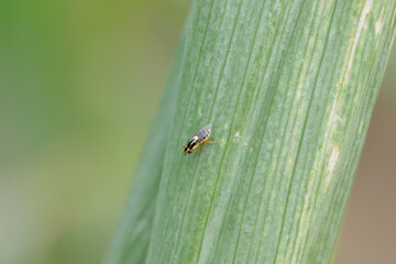 Chlorops pumilionis is a species of pest fly from the family Chloropidae. It is also known as the chloropid gout fly or barley gout fly. It is an oligophagous pest of cereal crops.