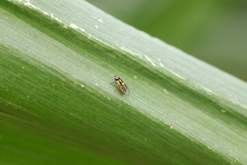 Chlorops pumilionis is a species of pest fly from the family Chloropidae. It is also known as the chloropid gout fly or barley gout fly. It is an oligophagous pest of cereal crops.