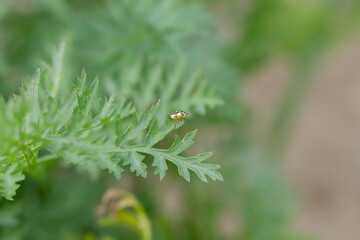 Chlorops pumilionis is a species of pest fly from the family Chloropidae. It is also known as the chloropid gout fly or barley gout fly. It is an oligophagous pest of cereal crops.