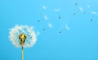 Foto op Plexiglas Witte paardebloem met zaden die wegvliegen op een blauwe hemelachtergrond © Soho A studio