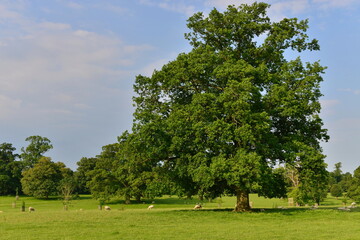 oak trees in a green field