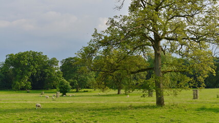trees in the field