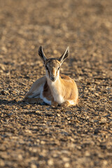 Baby Springbok lying in the sun in the Kgalagadi