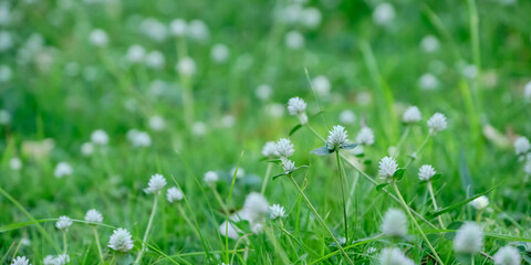 Globe amaranth or Bachelor Button.