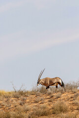 Gemsbok in the Kgalagadi