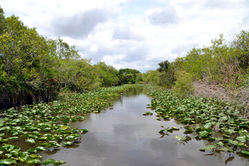 Everglades Flordia