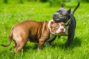 Blue hair American Staffordshire Terrier dog and American Bully dog are playing