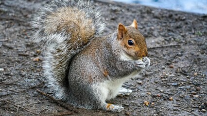 Naklejka na ściany i meble A gray squirrel is eating a peanut