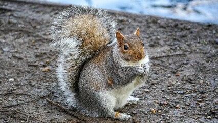 A gray squirrel is eating a peanut