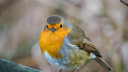 Close up of a robin sitting on a railing