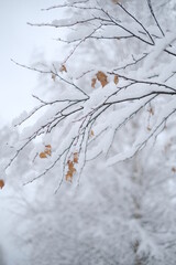 Obraz premium snow covered branches