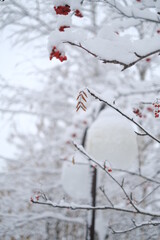 red berries in snow