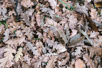 A natural pattern of dry brown autumn oak foliage.