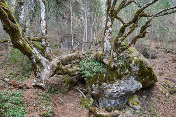 Lime tree with moss in a forest. Hoz del Beteta. Cuenca. Spain