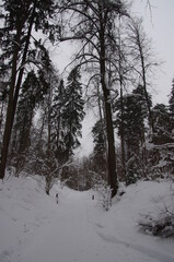 Winter forest in Serednikovo near Moscow